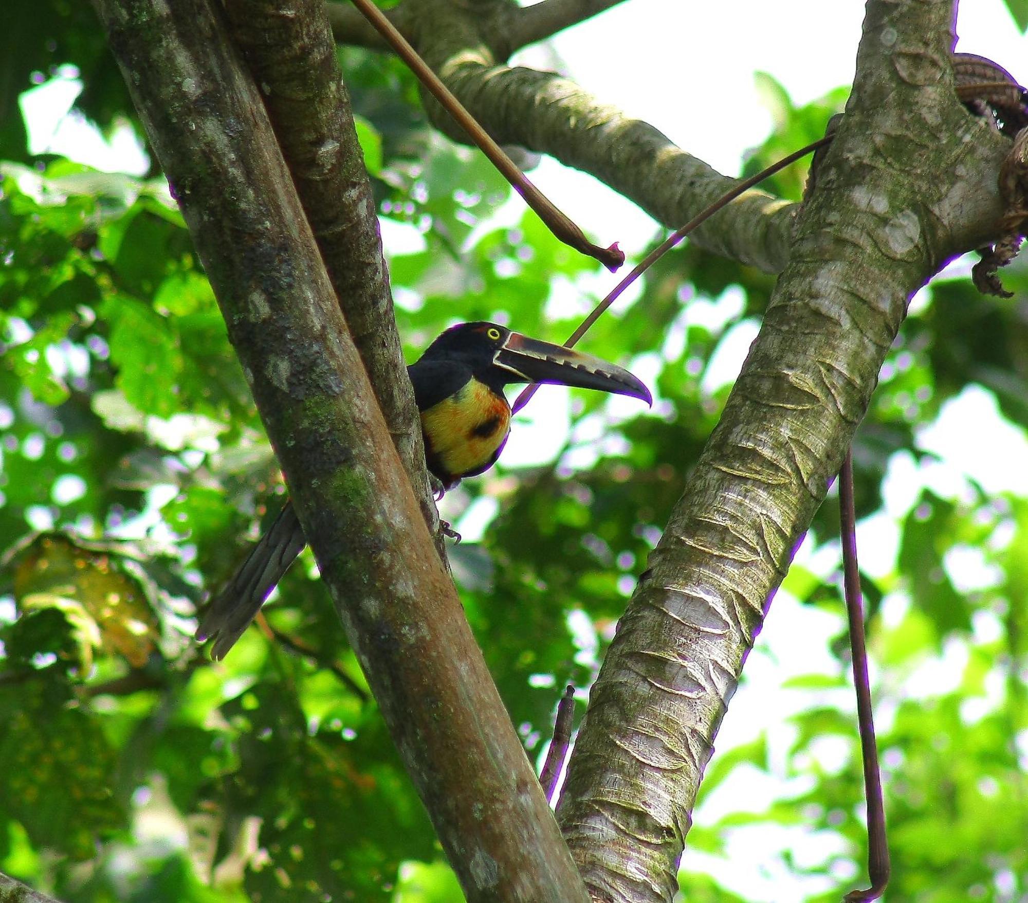 Catarata Eco Lodge La Fortuna Εξωτερικό φωτογραφία